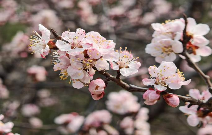 081775609524191586.png 微信图片_2026-04-08_085143_802.png