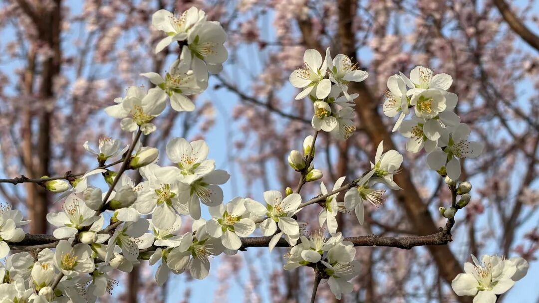 081775609593365704.jpg 微信图片_2026-04-08_085138_874.jpg